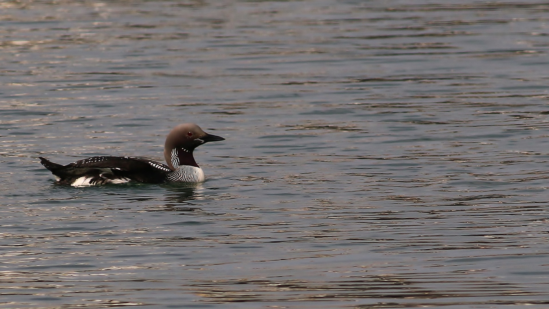 Arctic Loon